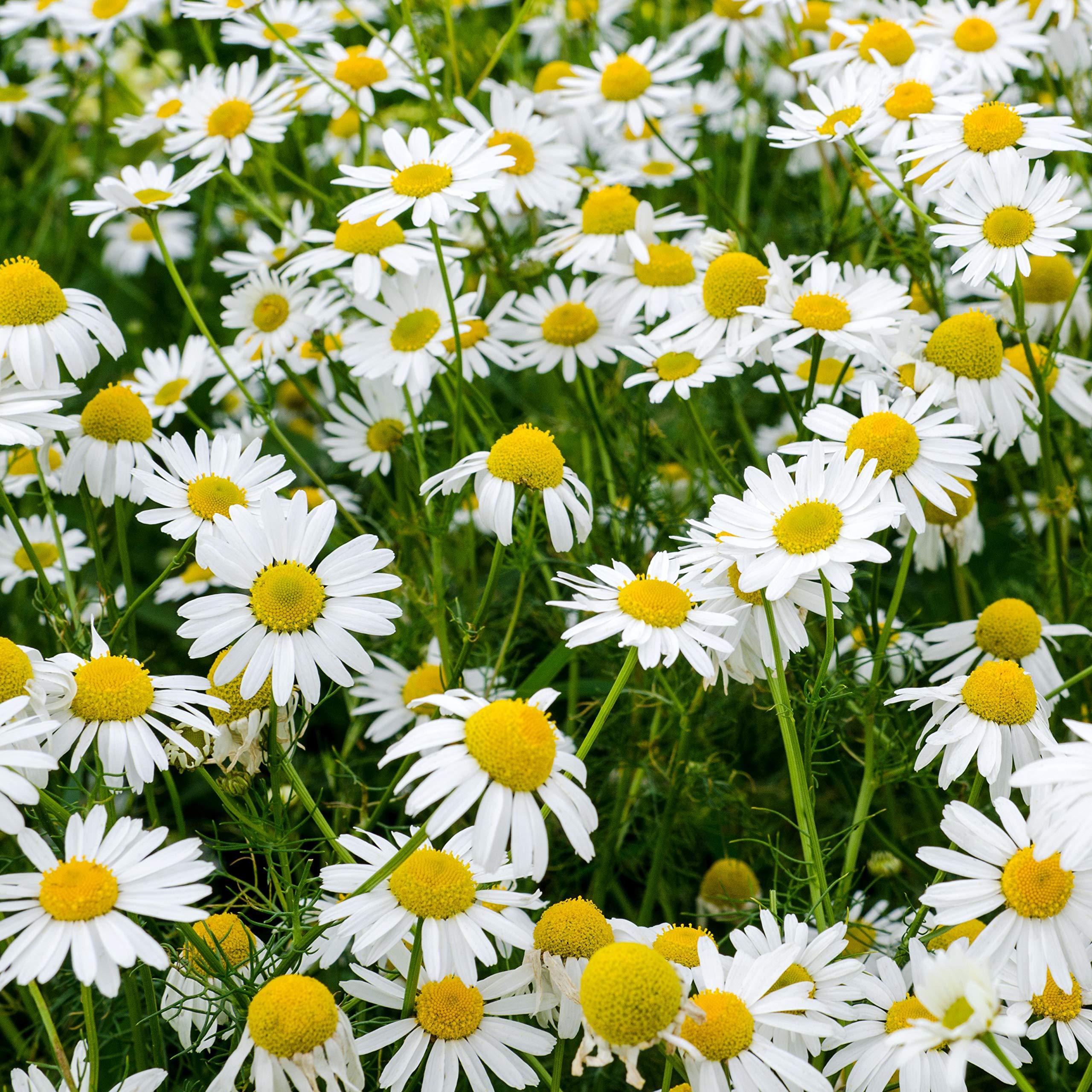 あ*ぱ様 ジュールズプラス　ブラウスChamomile（カモミール）”4L ブラ Amazon.com : Roman Chamomile Seeds (Chamaemelum nobile) Packet of